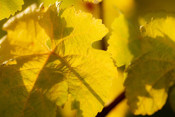 Close-up of grapevine leaves displaying vibrant yellow hue, indicative of autumn.  Intricate patterns of veins  prominently visible against sunlight filtering through the leaves.