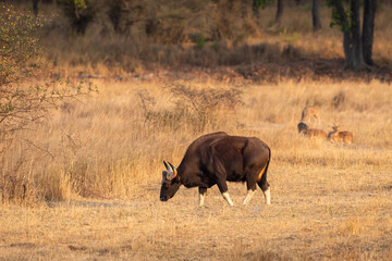 Gaur or Indian Bison or bos gaurus bandhavgarh national park forest tiger reserve madhya pradesh india asia gaur side profile walking feeding eating grass in grassland in winter season morning safari