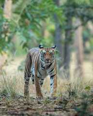 wild female bengal tiger or panthera tigris on prowl in morning safari territory marking in natural scenic winter background bandhavgarh national park forest tiger reserve madhya pradesh india asia