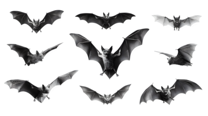Set of flying black bats in eerie dynamic patterns, isolated on white background