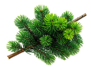 Close-up of a vibrant green pine bough.  A cluster of pine needles, densely packed, forms a rounded shape. A light brown branch extends from the center