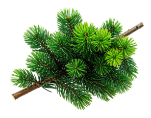Close-up of a vibrant green pine bough.  A cluster of pine needles, densely packed, forms a rounded shape. A light brown branch extends from the center