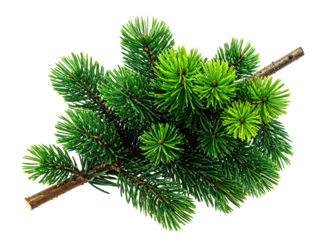 Close-up of a vibrant green pine bough.  A cluster of pine needles, densely packed, forms a rounded shape. A light brown branch extends from the center