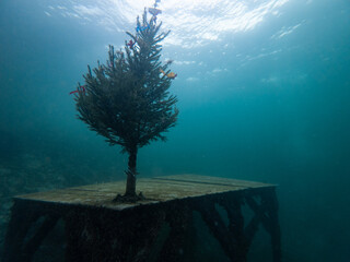 Christmas Tree Underwater Sunk by Scuba Divers at a Tradition called Christbaumversenken in Lake Attersee Austria 