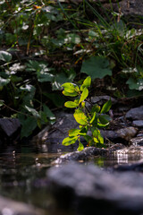 small plant with green leaves in the river at golden hour
