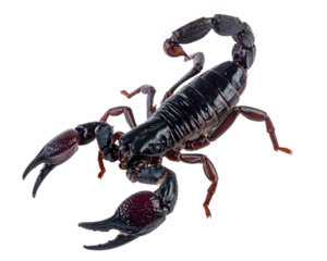 scorpion isolated on white background