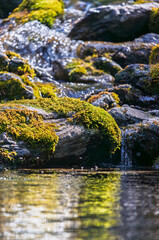 stones with moss in river in the forest at golden hour