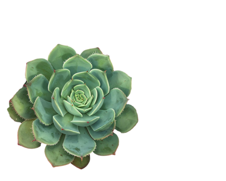 Seamless Cactus Pattern with Green Succulents