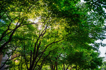sun shining through trees