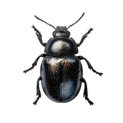 Black shiny beetle resting on a white surface showcasing its detailed exoskeleton features