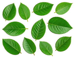 Fototapeta premium Fresh green leaves arranged on black background