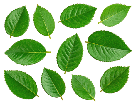 Fresh green leaves arranged on black background