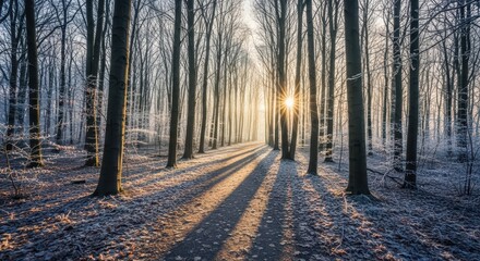 Winter sunrise in frosty forest with sunlight casting long shadows through trees