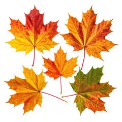 Obraz premium Autumn maple leaves, various shades of fall color, arranged in a cluster