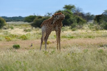 Eine Steppengiraffe (giraffa camelopardalis) im Etoscha Nationalpark