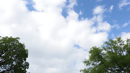 Obraz premium Serene Summer Sky: Lush Green Tree Branches Frame Bright White Clouds and Blue Sky; Peaceful Nature Background