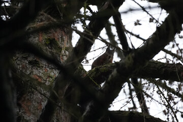 Red Squirrel (Sciurus vulgaris) perched on a mossy tree branch, peeking through forest twigs in natural woodland habitat.