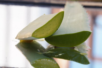 Fresh Natural Aloe Vera Leaf green with white background