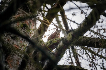 Red Squirrel (Sciurus vulgaris) partially obscured by branches, showing shy wildlife behavior in woodland setting.