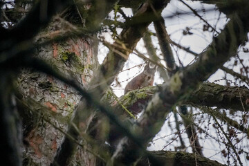 Squirrel (Sciurus vulgaris) in natural forest habitat, sitting on branch of tall tree with textured bark and moss details.