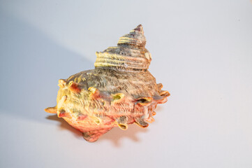 A single spiky spiral seashell, or conch, isolated on a white background