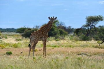  Eine Steppengiraffe (giraffa camelopardalis) im Etoscha Nationalpark