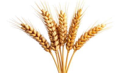 Close-up of several wheat stalks, golden-yellow in color, radiating outward from a central point