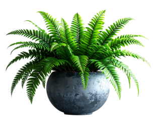A realistic photo of a lush green bird's nest fern plant in a modern grey pot, isolat