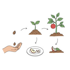 A conceptual illustration depicting the life cycle of an apple tree, showing the journey from a single seed to a mature, fruit-bearing plant