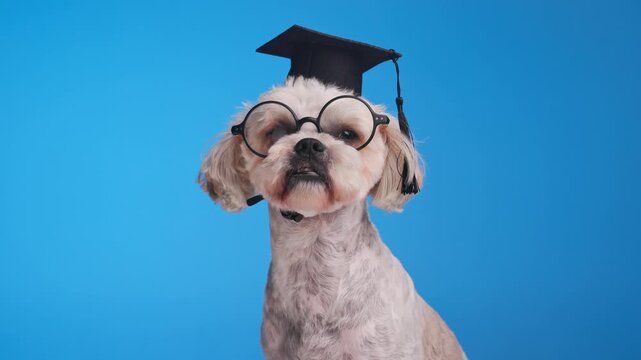 adorable little bichon Metis dog with eyeglasses and graduation Toca sitting and looking around, licking nose and looking to side on blue background