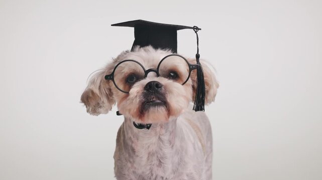 sweet bichon shih tzu Metis puppy with graduation Toca and eyeglasses standing and looking forward on grey background