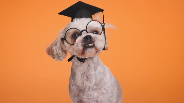 beautiful bichon shih tzu Metis doggy wearing eyeglasses and graduation hat and looking around while sitting on orange background