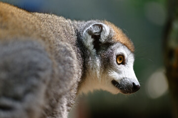 lemur portrait