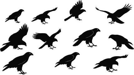 Black bird of prey silhouettes, flying and perched poses, wildlife vector art, raptor design, decorative outline, powerful avian illustration collection setBlack bird of prey silhouettes