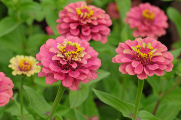 Obraz premium Pink, yellow and lime green Zinnia elegans, or common zinnia ‘Queen Lime Red’ in flower.