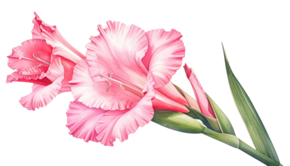 Close-up of two pink gladiolus flowers, delicate ruffled petals,  with a slightly darker pink center,  and green leaves,  isolated on black background