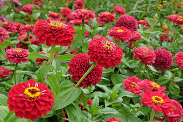 Bright red Zinnia elegans, or common zinnia ‘Florist Deep Red’ in flower.