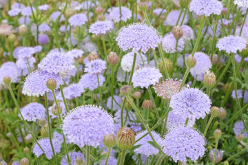 Lilac purple Didiscus caeruleus or Trachymene coerulea, also known as  the Blue Lace Flower, in...