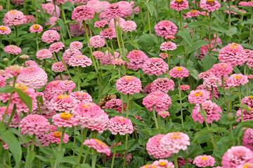 Obraz premium Pink Zinnia elegans, or common zinnia ‘Oklahoma Pink’ in flower.