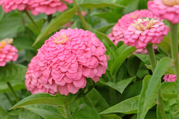 Pink Zinnia elegans, or common zinnia ‘Oklahoma Pink’ in flower.