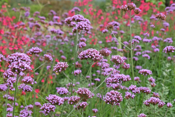 Purple Verbena bonariensis, also known as blue vervain ‘Buenos Aires’ in flower.