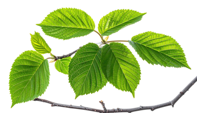 Close-up of vibrant green leaves on a branch.  Fresh, healthy foliage, with sharply defined edges.  Dark-gray/brown twig extends outward from the center