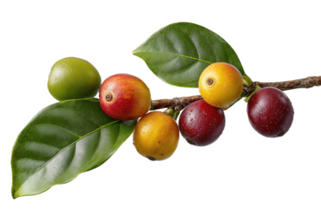 Short coffee twig bearing cherries of multiple hues from unripe green to deep burgundy, with vein-detailed leaves and dimpled fruit skins, isolated on transparent background.
