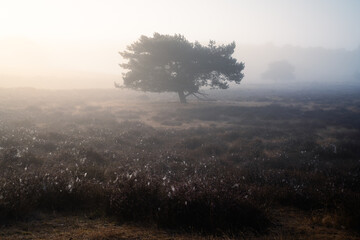 A beautiful sunrise on the Westruper Heide in Haltern am See, Germany. Morning mist over the heather flowers.