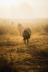 Sheep grazing on the moor at sunrise. The moor in the morning mist.