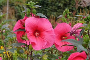 Giant red Hibiscus moscheutos, Trangri ‘Planet Griotte’, rose mallow in flower.