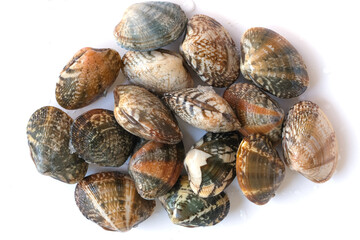 Clams on white background. Seafood.