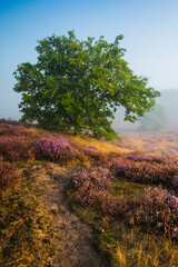 A beautiful sunrise on the Westruper Heide in Haltern am See, Germany. Purple heather and green trees. Morning fog in the background.. Vertical view