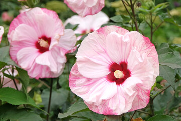 Pink and white Hibiscus rose mallow ‘Cherry Cheesecake’ in flower. © Alexandra