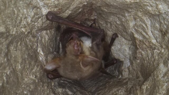Bat Sleeping Images – Browse 12,452 Stock Photos, Vectors, and Video ...